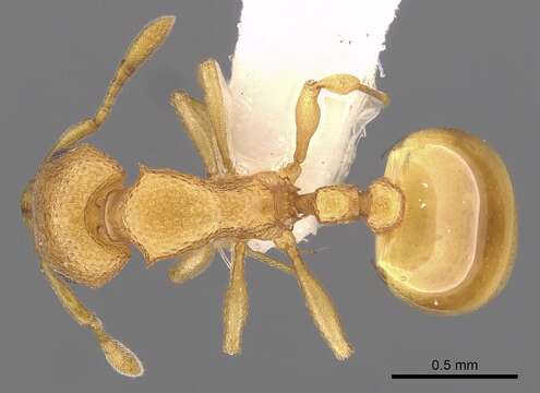 Image of Mesostruma eccentrica Taylor 1973