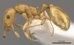 Mesostruma eccentrica Taylor 1973的圖片