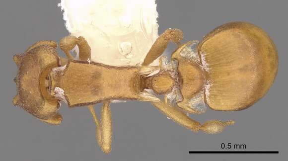 Image of <i>Colobostruma unicorna</i>