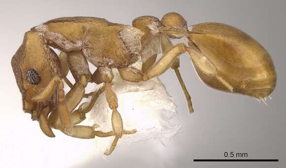 Image of <i>Colobostruma unicorna</i>