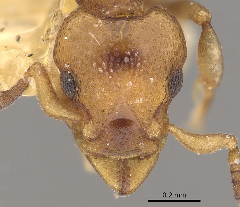 Plancia ëd Colobostruma australis Brown 1959