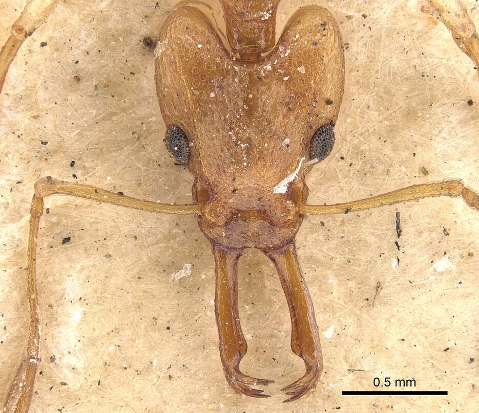 Image of Orectognathus