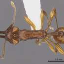 Imagem de Orectognathus darlingtoni Taylor 1977