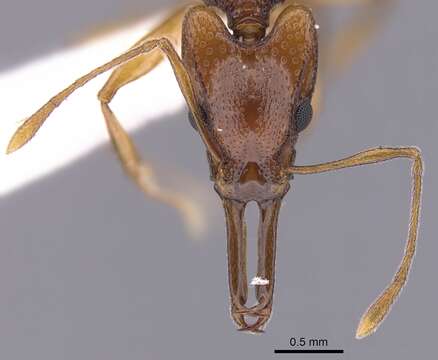 Image of Orectognathus darlingtoni Taylor 1977