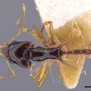 Image of Orectognathus longispinosus Donisthorpe 1941