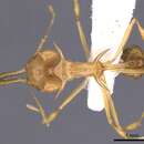 Imagem de Orectognathus hystrix Taylor & Lowery 1972