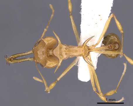 Image of Orectognathus hystrix Taylor & Lowery 1972