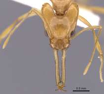 Image of Orectognathus hystrix Taylor & Lowery 1972