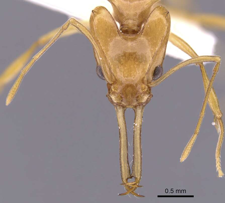 Image of Orectognathus hystrix Taylor & Lowery 1972