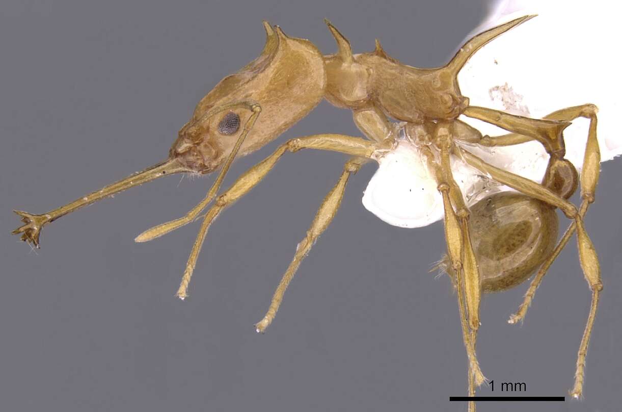 Image of Orectognathus hystrix Taylor & Lowery 1972