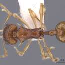 Image of Orectognathus nanus Taylor 1977