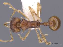 Image of Orectognathus nanus Taylor 1977