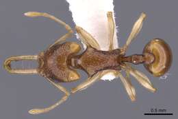 Image of Orectognathus robustus Taylor 1977