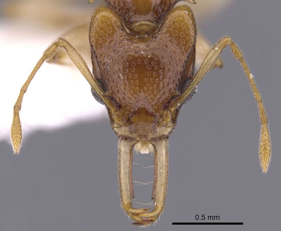 Image of Orectognathus robustus Taylor 1977