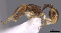 Image of Orectognathus robustus Taylor 1977