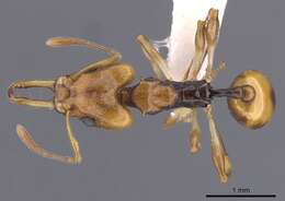 Image of Orectognathus elegantulus Taylor 1977