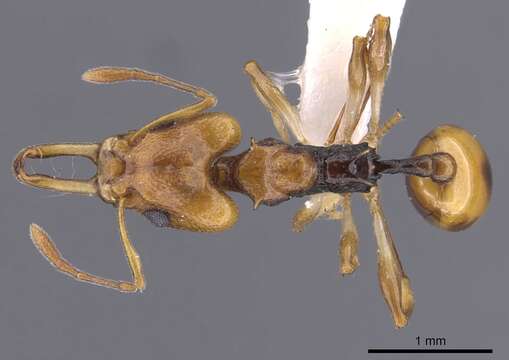 Imagem de Orectognathus elegantulus Taylor 1977