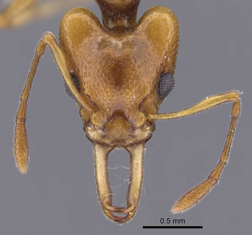 Image of Orectognathus elegantulus Taylor 1977