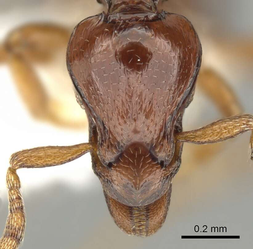 Image of <i>Strumigenys exiguaevitae</i>