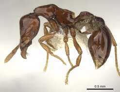 Image of <i>Strumigenys exiguaevitae</i>