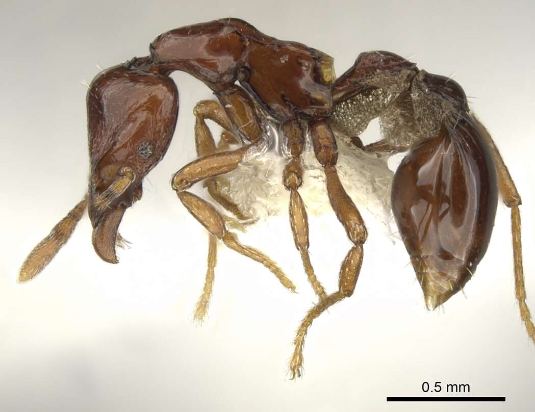 Image of <i>Strumigenys exiguaevitae</i>