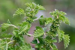 Image of heartleaf nettle