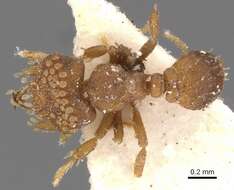 Image of <i>Strumigenys roomi</i>