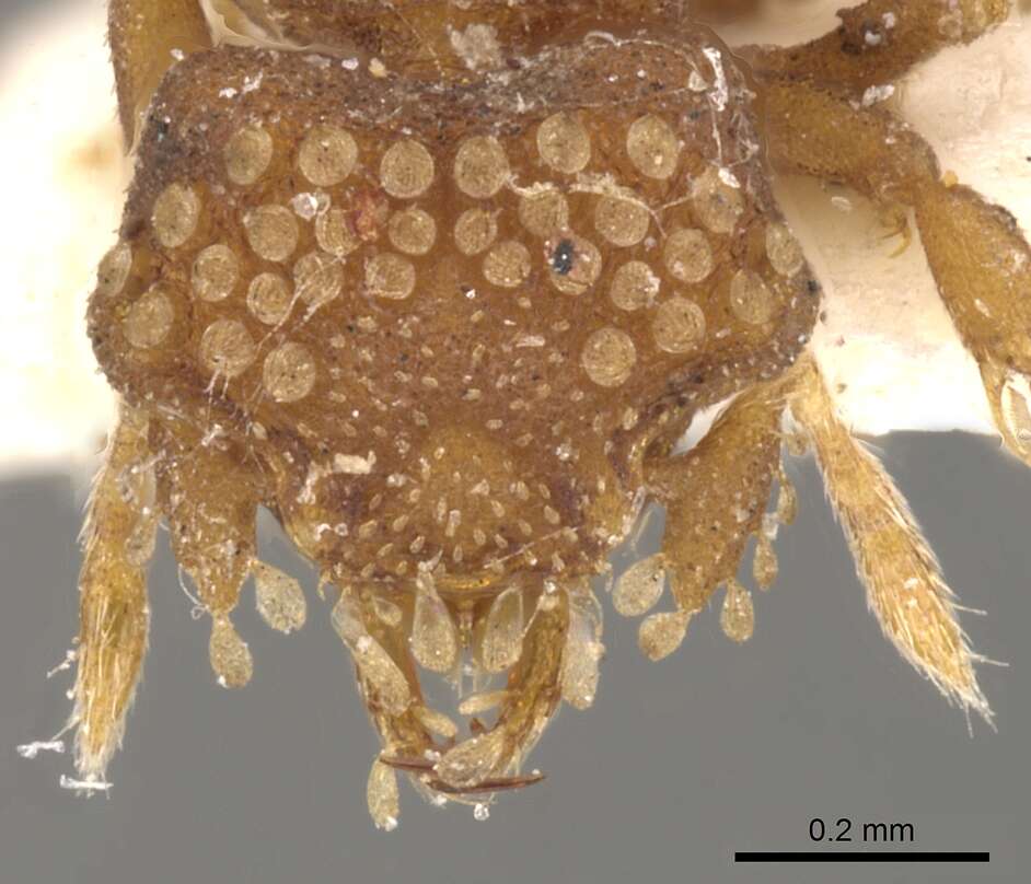 Image of <i>Strumigenys roomi</i>