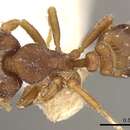 Image of <i>Strumigenys laticeps</i>