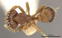 Image of <i>Strumigenys laticeps</i>