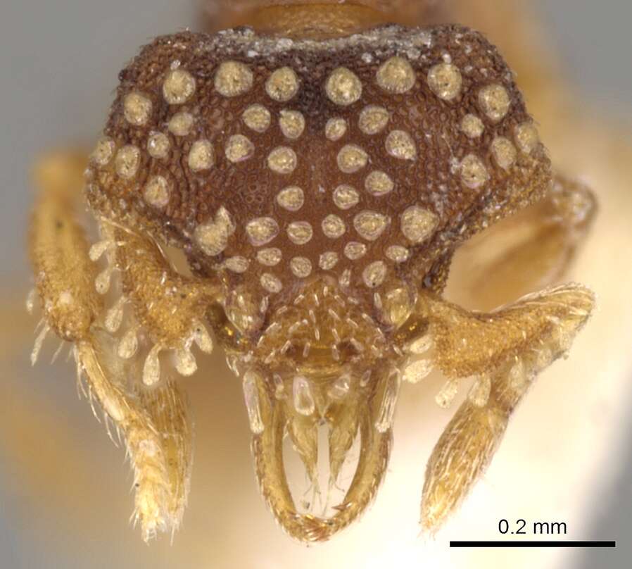 Image of <i>Strumigenys laticeps</i>