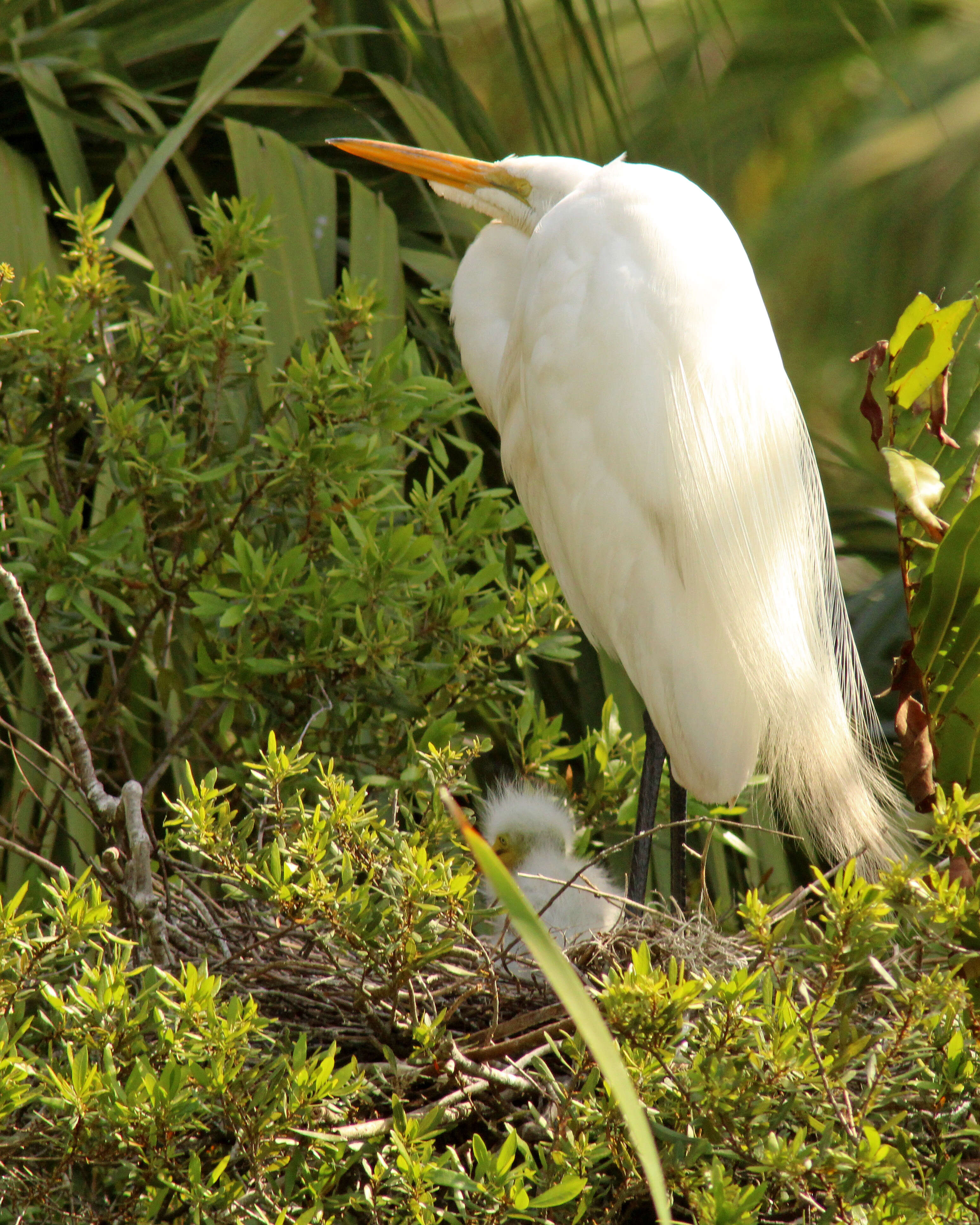 Image of Great Egret