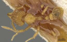 Image of Strumigenys ludovici