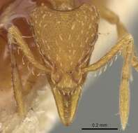 Image of Strumigenys ludovici