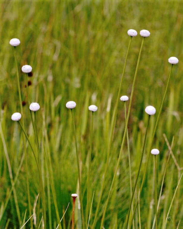 صورة Eriocaulon decangulare L.