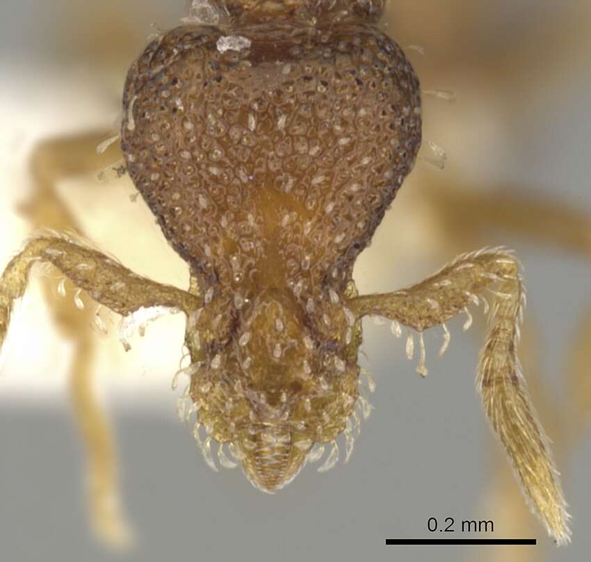 Image of Strumigenys gatuda