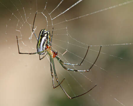 Image of Leucauge argyra (Walckenaer 1841)