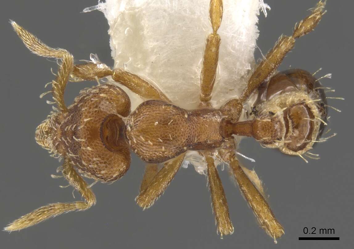 Image of Strumigenys epipola