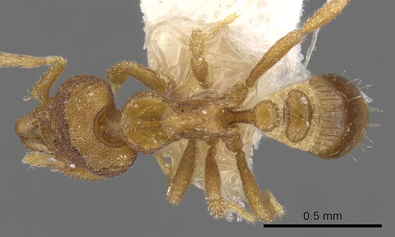 Image of <i>Strumigenys ocypete</i>