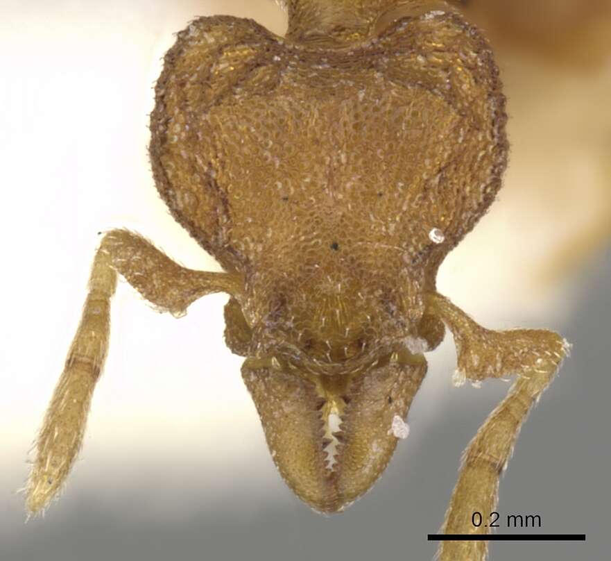 Image of <i>Strumigenys ocypete</i>