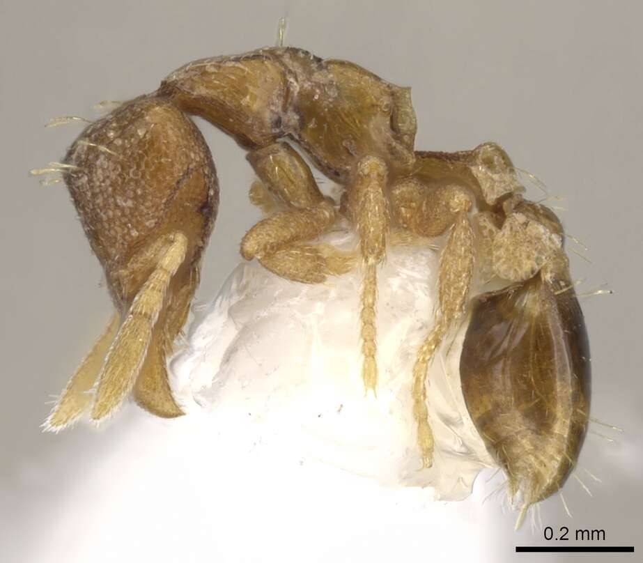 Image of Strumigenys tarbosyne