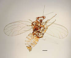 Image of Cacopsylla visci (Curtis 1835)