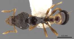 Image of Strumigenys carnassa