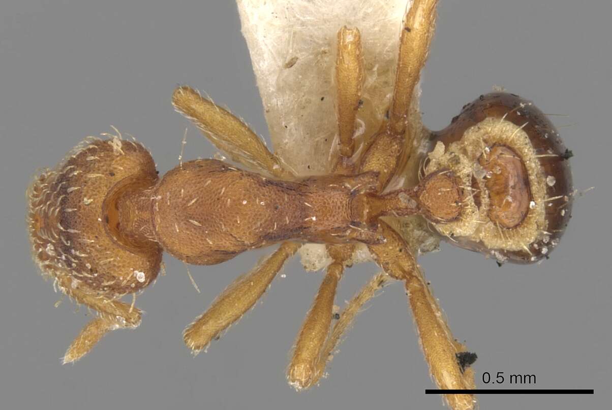 Image of <i>Strumigenys rostrata</i>