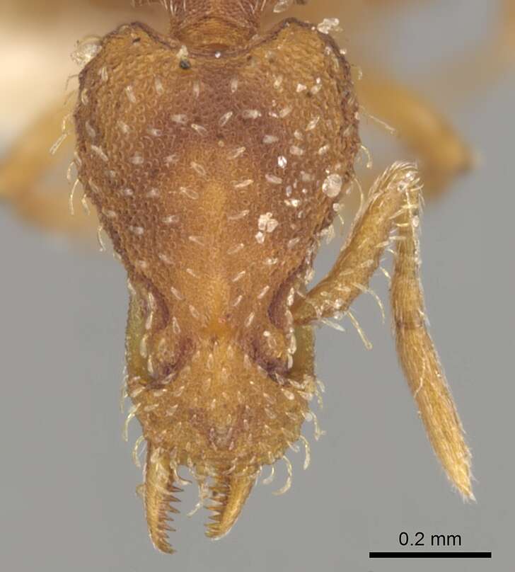 Image of <i>Strumigenys rostrata</i>