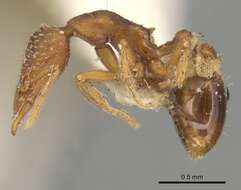 Image of rostrata-group Mustache Ants