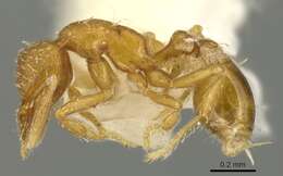 Image of <i>Strumigenys furtiva</i>