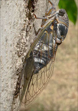 Image of Tibicen plebejus (Scopoli 1763)