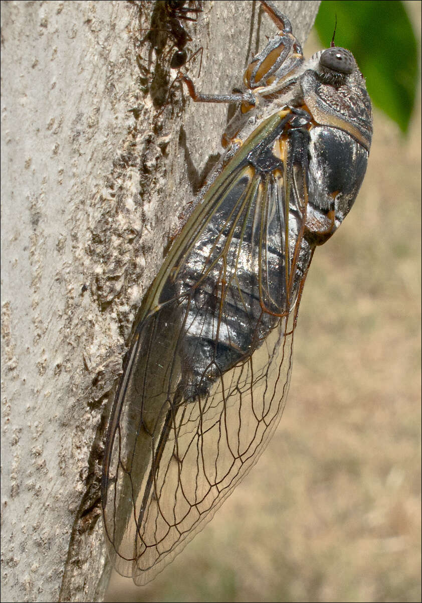 Image of Tibicen plebejus (Scopoli 1763)