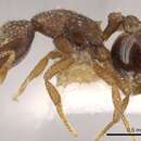 Image of Strumigenys metrix